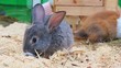 rabbits