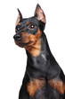 Miniature Pincher dog