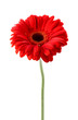 Foto: Gerbera in closeup Gerbera in closeup