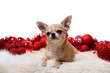 Foto: kleiner hund weihnachtlich kleiner hund weihnachtlich