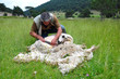 Sheep shearing; an ewe having her fleece sheared off at a farm