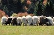 Sheep on a field