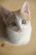 Rory KidCat looking up