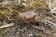 Chafer beetle (amphimallon falleni) on ground, macro photo