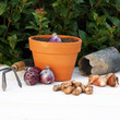 bulbes de fleurs : jacinthes tulipes et crocus 4