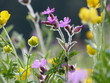 Frühlingsblumen im Gegenlicht