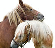 two horses in love