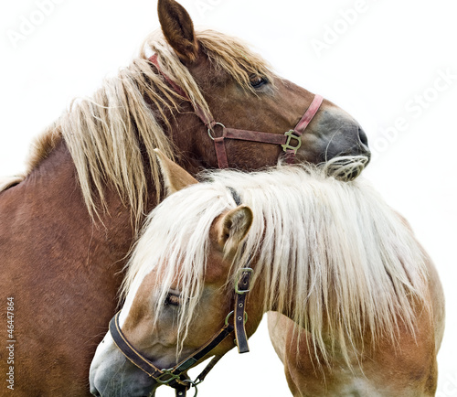Photo: two horses in love two horses in love