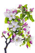 Pink blossom tree branch