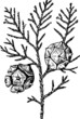 Branch of tree with needls and cones