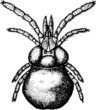 Spider close up