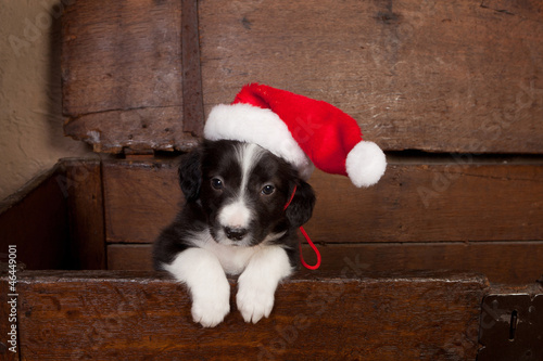 Photo: Hello puppy with christmas Hello puppy with christmas