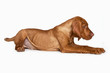 Magyar Vizsla