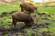 Wildschweine