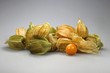Physalis03