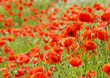 Mohnblumenfeld