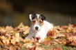 Parson Russel Terrier