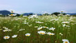 chamomile flowers