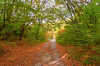 Autumn Forest