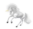 Illustration: unicorno bianco unicorno bianco