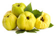 sweet quinces with leaves, isolated on white