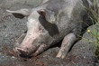 So ein Schweineglück