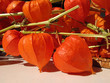 Physalis Lampionblume