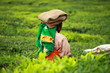 Landscape of green tea plantations. Munnar, Kerala, India