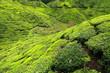 Landscape of green tea plantations. Munnar, Kerala, India