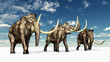 Mammoths
