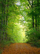 Waldlichtung