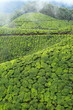 Landscape of green tea plantations. Munnar, Kerala, India