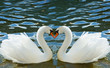 Two swans bent necks in the form of heart