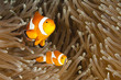 Pomacentridae,  Clown Fish or Anemonefish