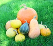 récolte de coloquintes et courge,dans l'herbe
