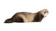 young ferret
