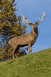 Stolzer Hirsch