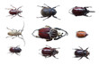 Photo: bugs bugs