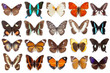 butterflies