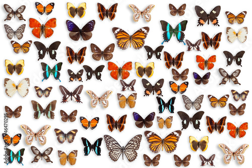 Photo: butterflies butterflies