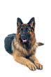 German shepherd.