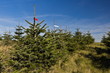 Nordmanntannen für den Weihnachtsbaumverkauf