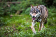 Gray/Eurasian wolf (Canis lupus)