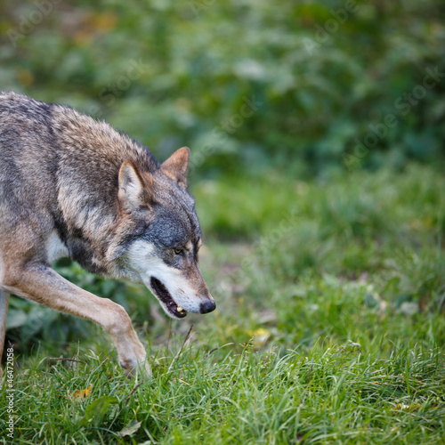 Photo: Gray/Eurasian wolf (Canis lupus) Gray/Eurasian wolf (Canis lupus)