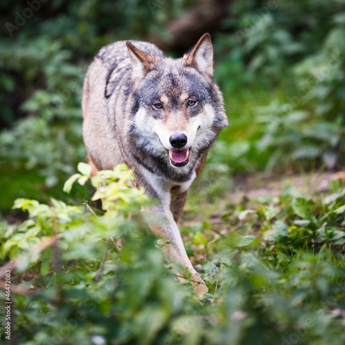 Photo: Gray/Eurasian wolf (Canis lupus) Gray/Eurasian wolf (Canis lupus)