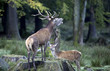 Hirschbrunft