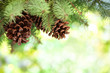 Foto: Pine branch on abstract lights background Pine branch on abstract lights background