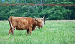 Scottish Longhorn Cows in Pasture