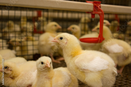 Photo: Chicken broilers. Poultry farm Chicken broilers. Poultry farm