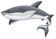 Generic shark illustration
